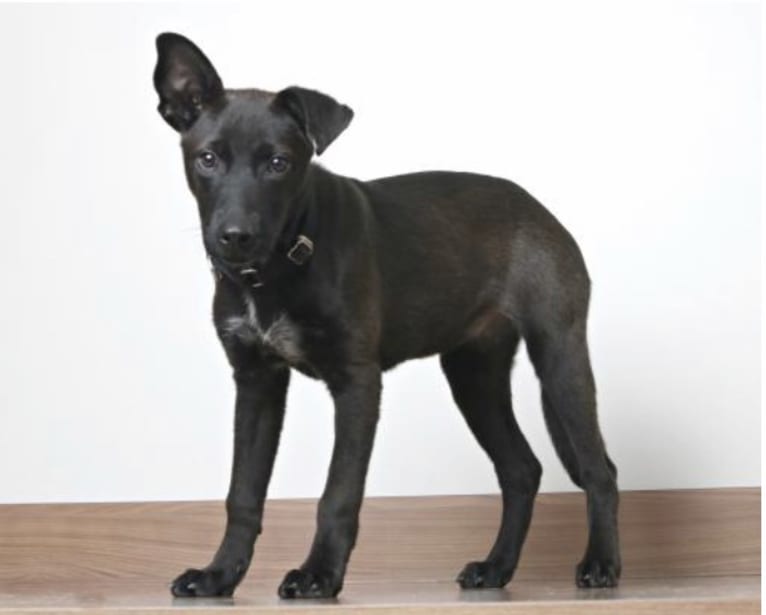 Penelope, an American Pit Bull Terrier and Chow Chow mix tested with EmbarkVet.com