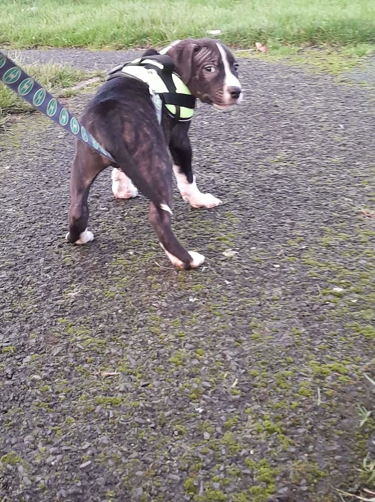 Loki, a Staffordshire Bull Terrier and American Pit Bull Terrier mix tested with EmbarkVet.com