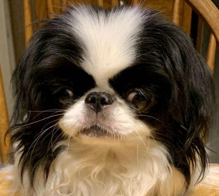 Maddy, a Japanese Chin tested with EmbarkVet.com