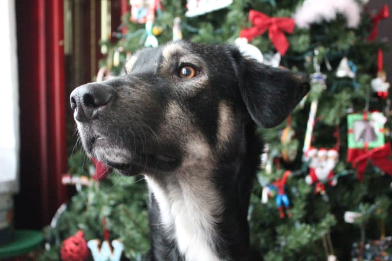 Axel, a German Shepherd Dog and Rottweiler mix tested with EmbarkVet.com