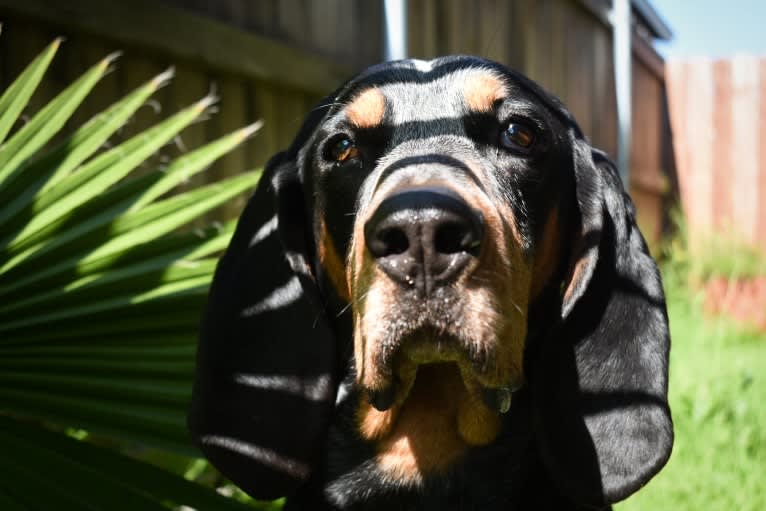 Atticus, a Bluetick Coonhound tested with EmbarkVet.com