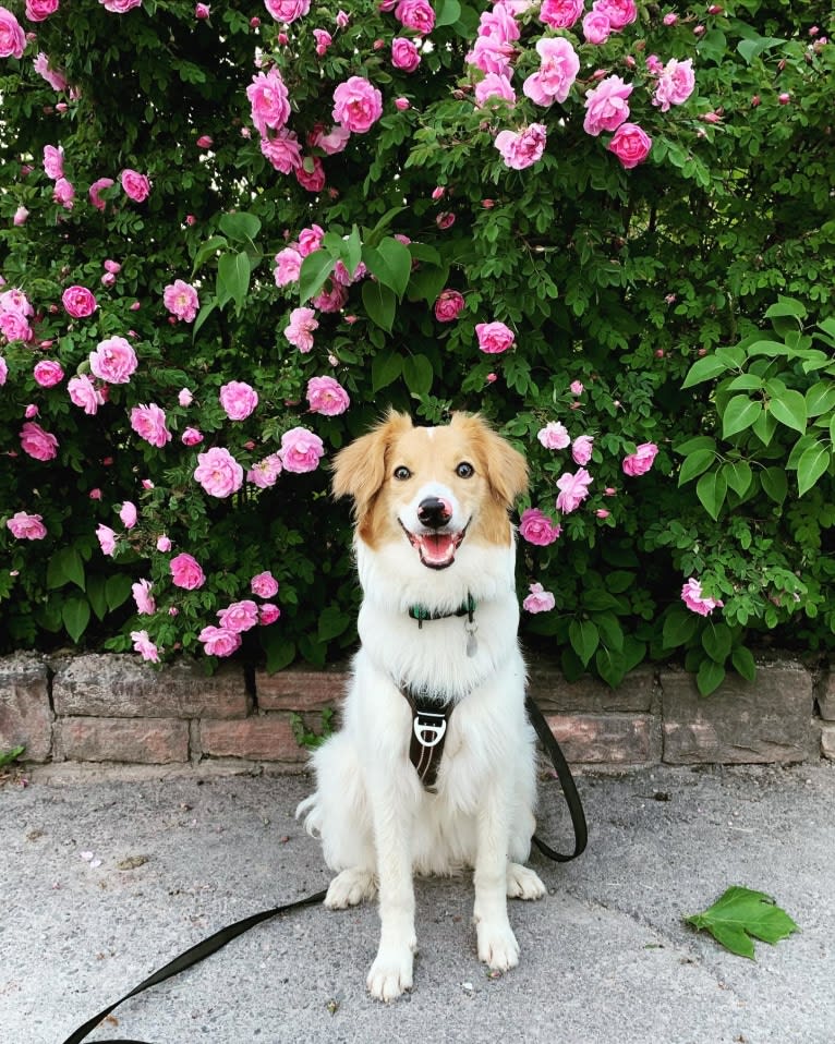 Hjalmar, a Border Collie and Russell-type Terrier mix tested with EmbarkVet.com