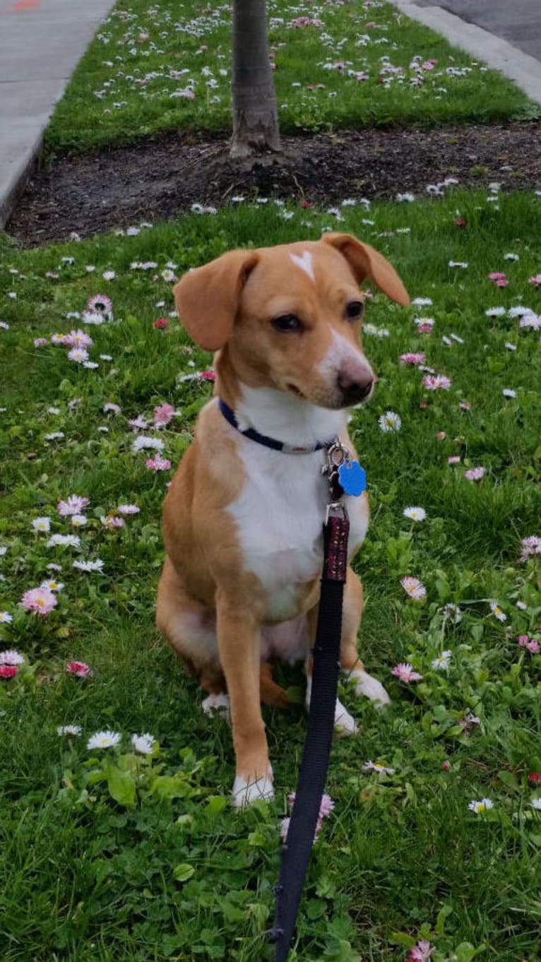 Marnie, a Chihuahua and Dachshund mix tested with EmbarkVet.com