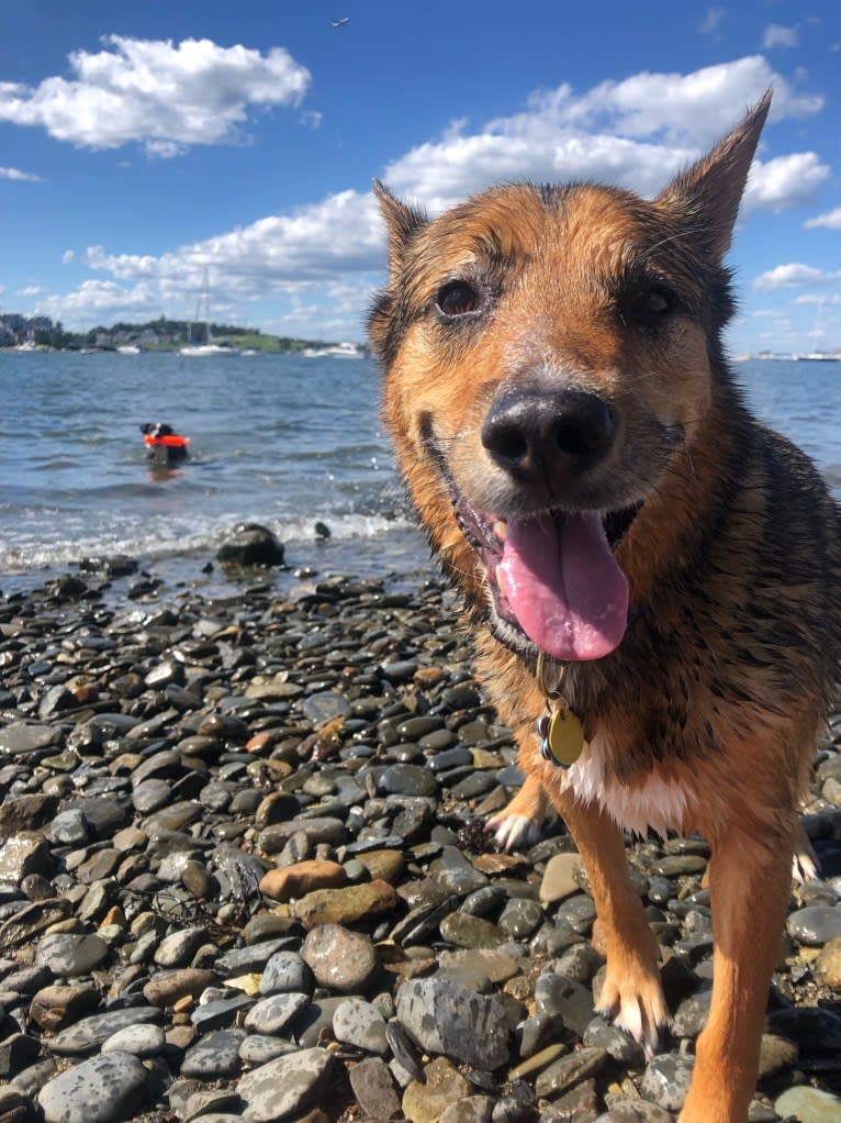 Alo, a Chow Chow and American Pit Bull Terrier mix tested with EmbarkVet.com