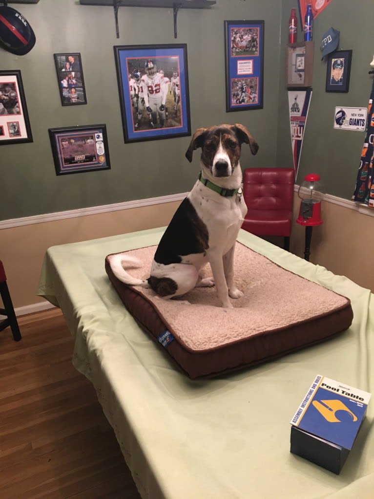 Larry, a Mountain Cur and Labrador Retriever mix tested with EmbarkVet.com