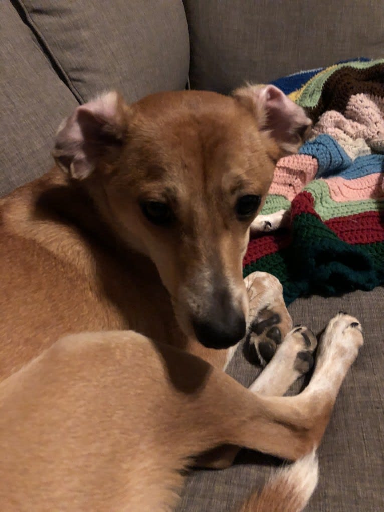 Jimmy, a Chihuahua and Beagle mix tested with EmbarkVet.com