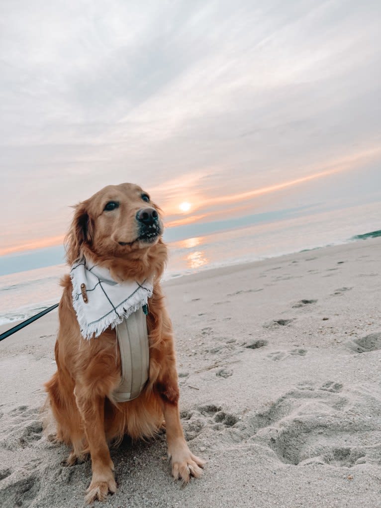 Marley, a Golden Retriever tested with EmbarkVet.com