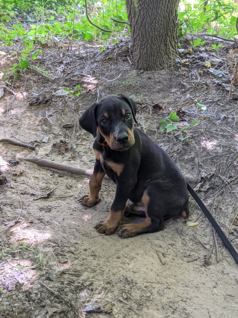 Killian, a Doberman Pinscher tested with EmbarkVet.com