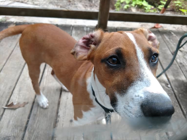 Dakota, a Rat Terrier and Russell-type Terrier mix tested with EmbarkVet.com