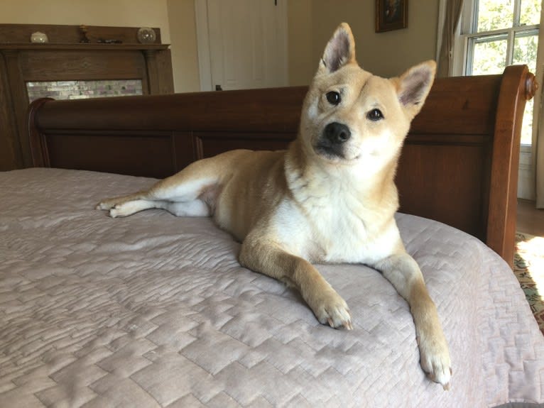 Cymba, a Shiba Inu tested with EmbarkVet.com