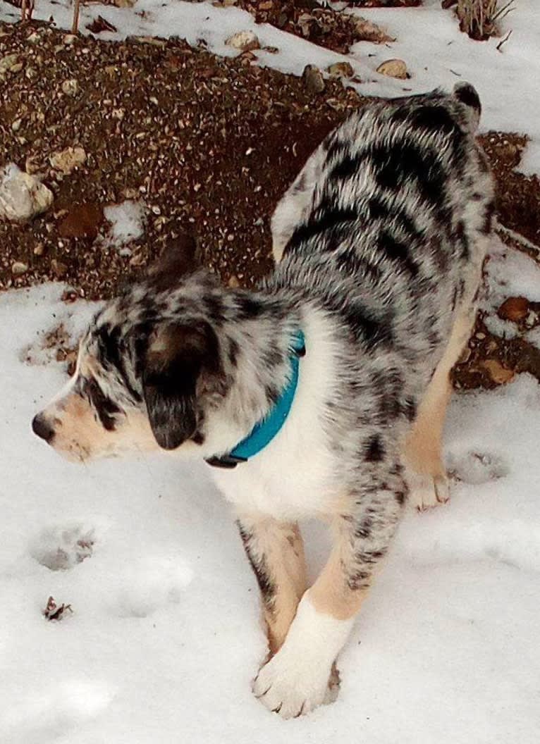IronEye Pancho, a Border Collie and Catahoula Leopard Dog mix tested with EmbarkVet.com