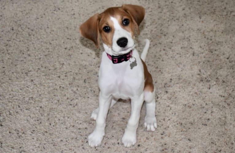Cammie, a Foxhound and Staffordshire Terrier mix tested with EmbarkVet.com