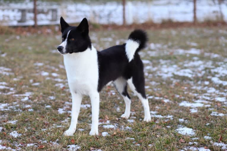 Rohmoivan Evita, a Karelian Bear Dog tested with EmbarkVet.com