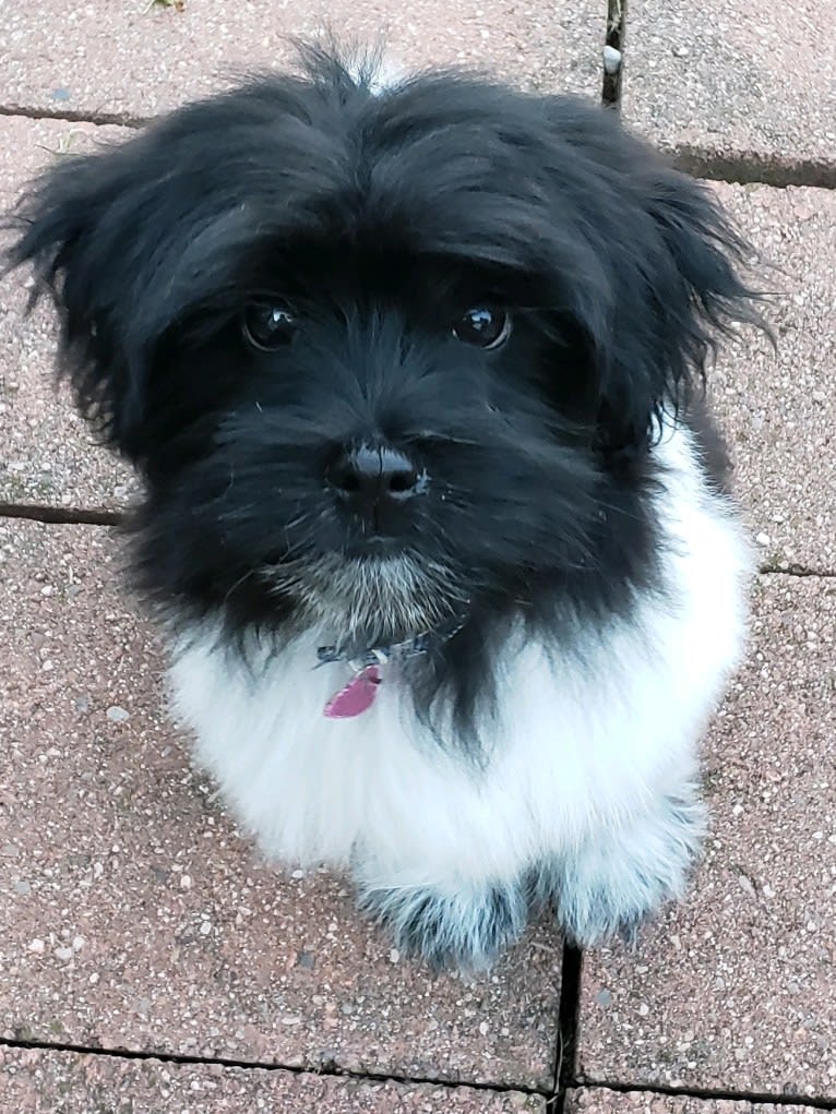 Willow, a Poodle (Small) and Shih Tzu mix tested with EmbarkVet.com