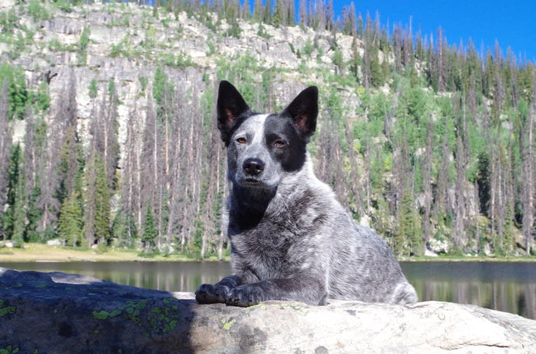 Trace, an Australian Cattle Dog and Koolie mix tested with EmbarkVet.com