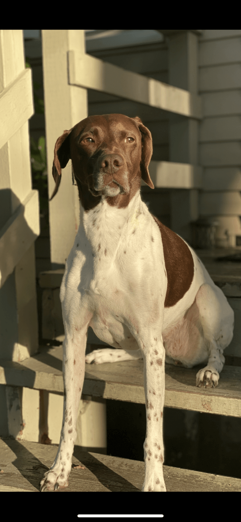 Holly, a German Shorthaired Pointer tested with EmbarkVet.com
