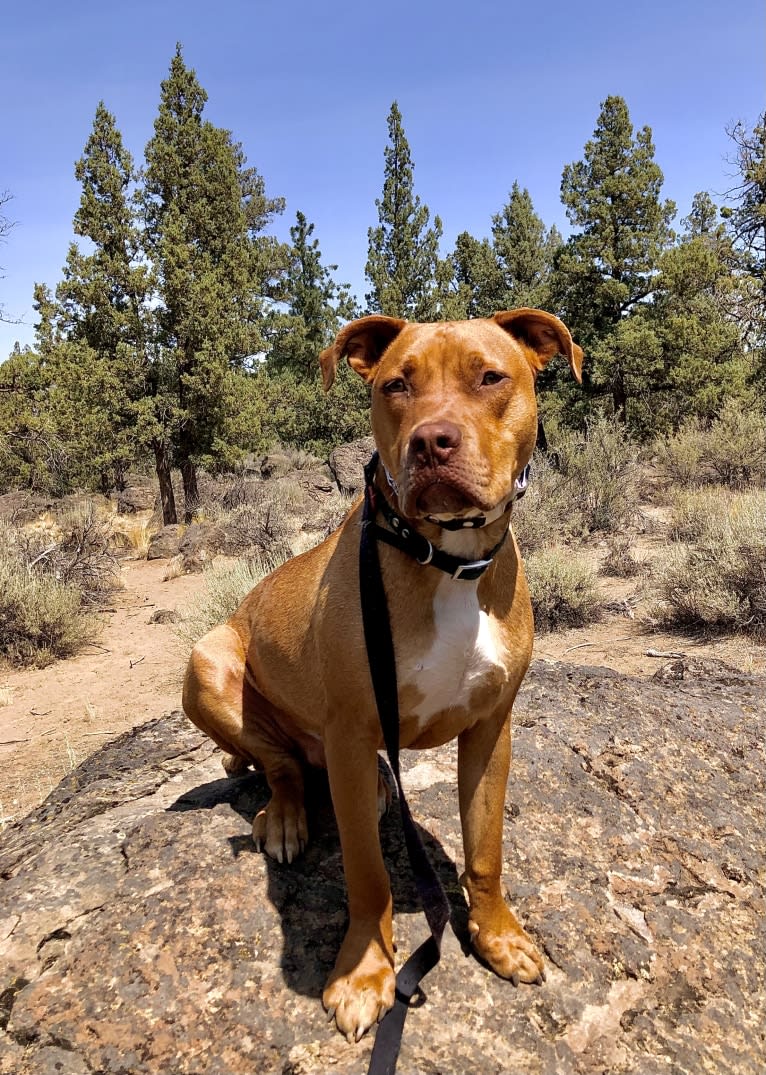 Jasper, an American Bully tested with EmbarkVet.com