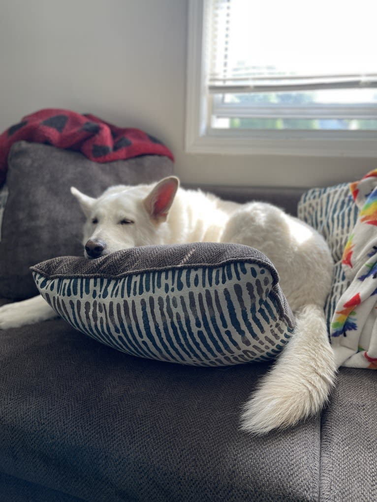 Apollo, a German Shepherd Dog and Maremma Sheepdog mix tested with EmbarkVet.com