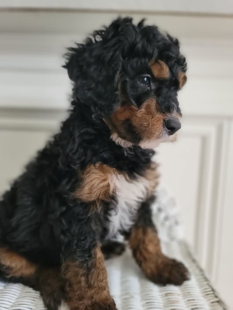 Ferdinand, a Bernedoodle tested with EmbarkVet.com