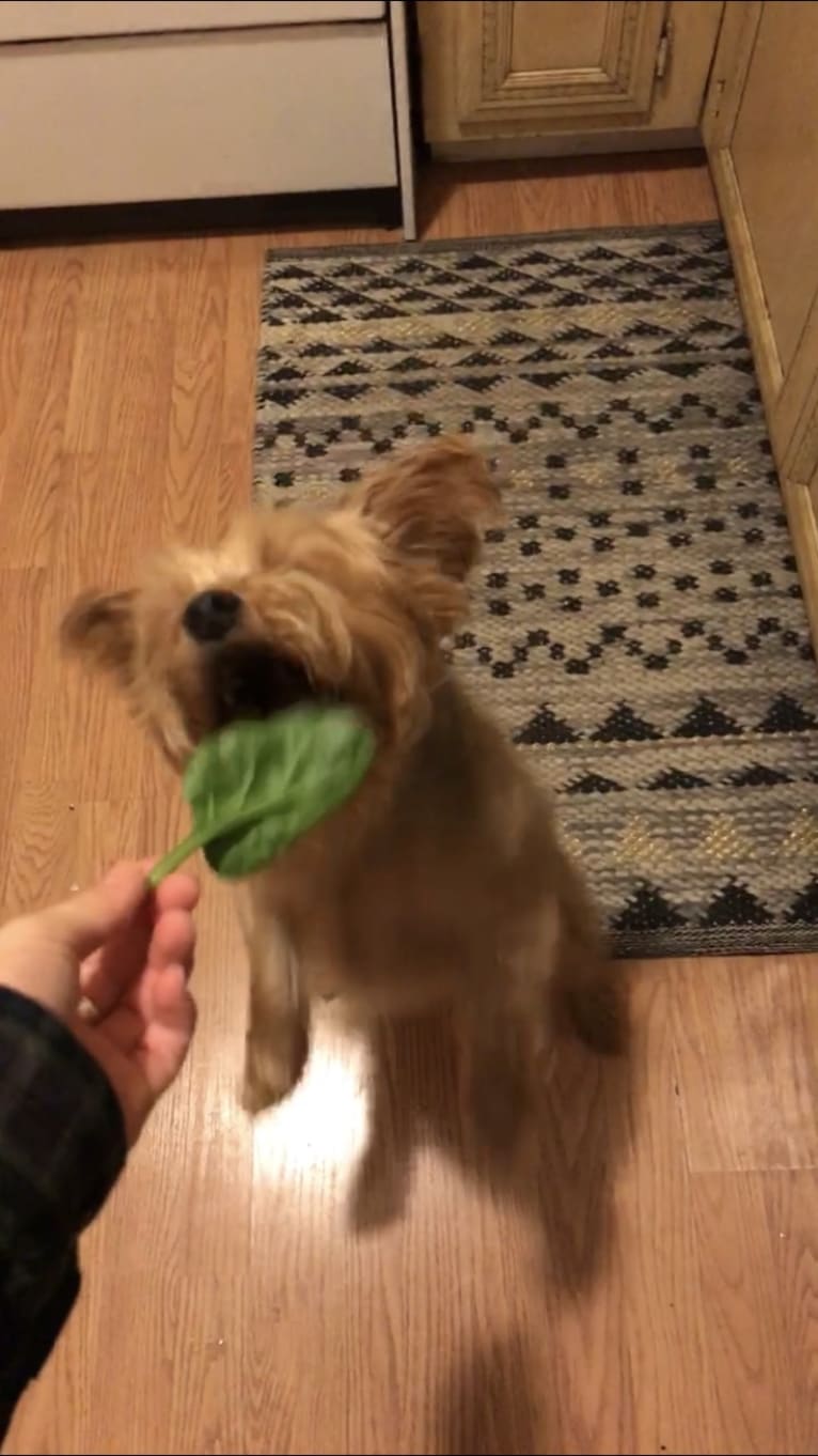 Teddy, a Yorkshire Terrier tested with EmbarkVet.com