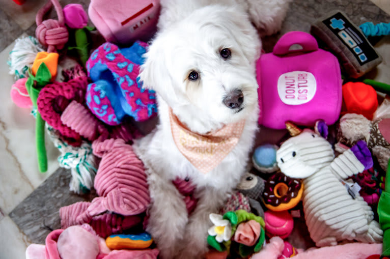 Penelope, a Poodle (Small) and Lhasa Apso mix tested with EmbarkVet.com