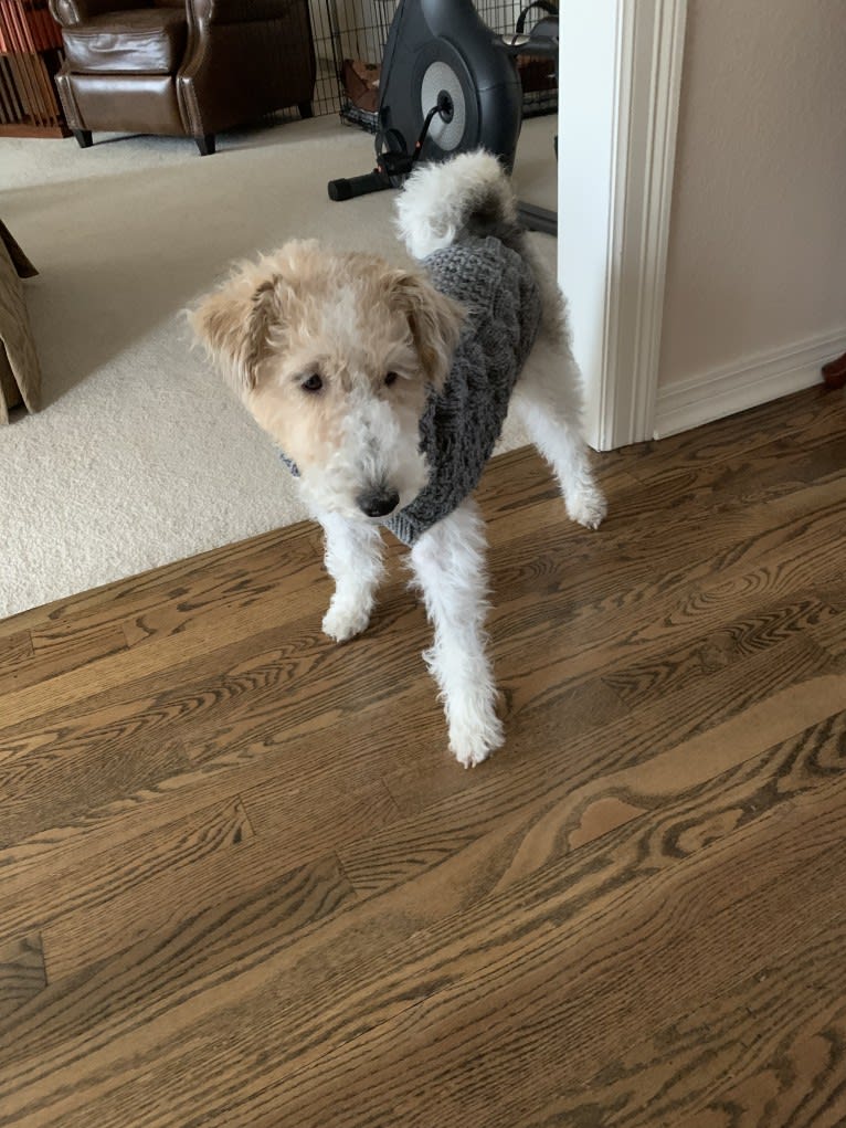 Lucy, a Wire Fox Terrier tested with EmbarkVet.com