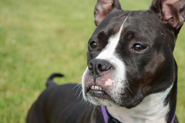 Penelope, an American Pit Bull Terrier and Boxer mix tested with EmbarkVet.com