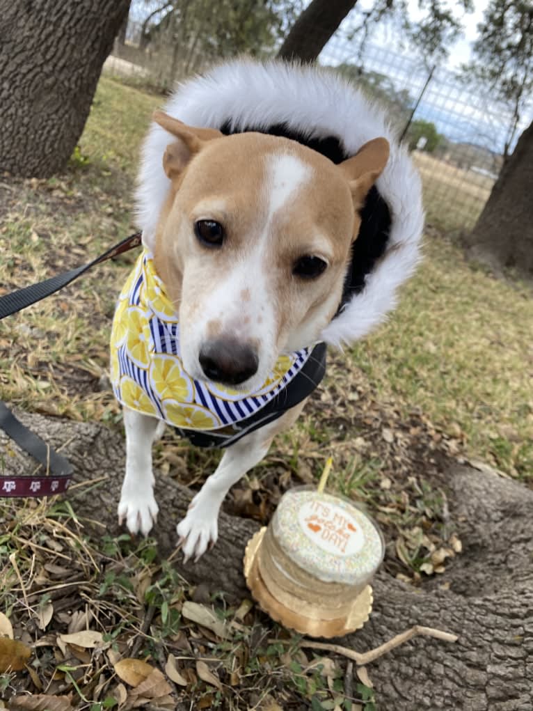 Nancy, a Chihuahua and Great Pyrenees mix tested with EmbarkVet.com