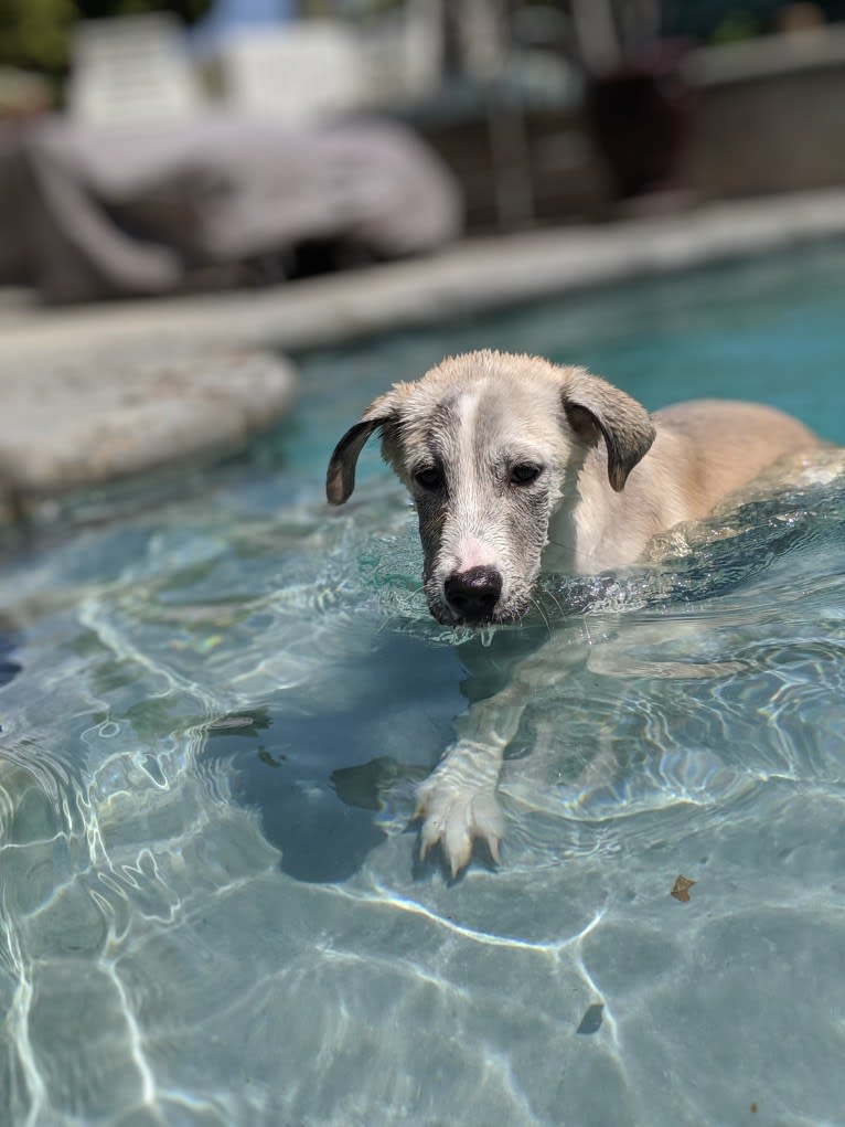 Juno, a Labrador Retriever and Siberian Husky mix tested with EmbarkVet.com