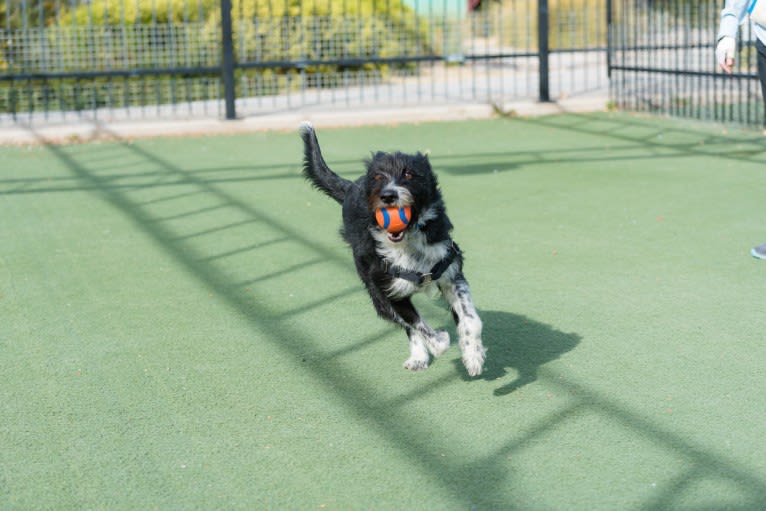 Porter, a Poodle (Small) and Border Collie mix tested with EmbarkVet.com