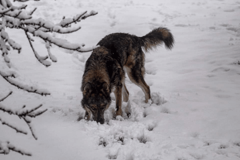 Riley, a German Shepherd Dog and Siberian Husky mix tested with EmbarkVet.com