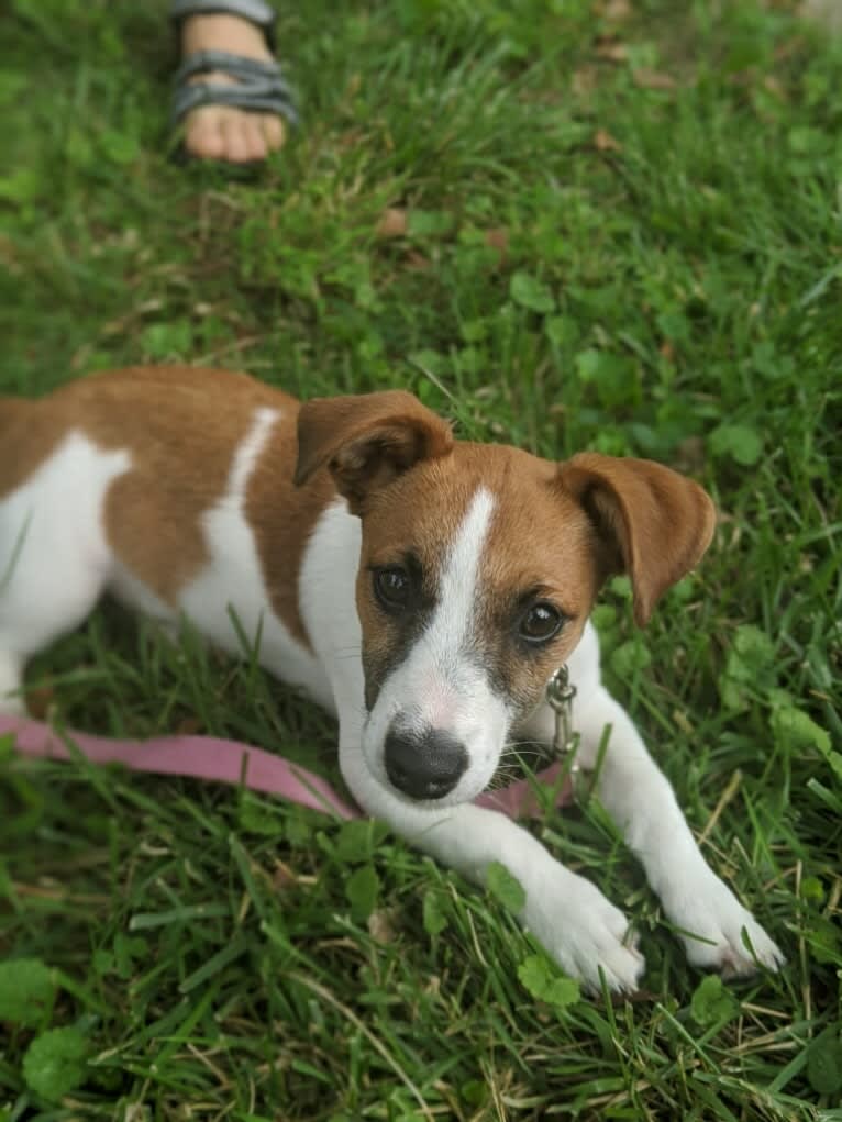 Stella Quarantena, a Russell-type Terrier tested with EmbarkVet.com