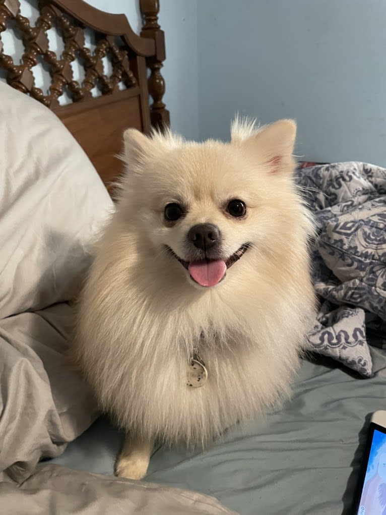 Koda, a Pomeranian tested with EmbarkVet.com