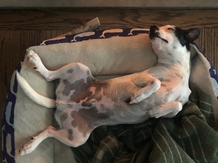 Nemo, a Mountain Cur and Chihuahua mix tested with EmbarkVet.com