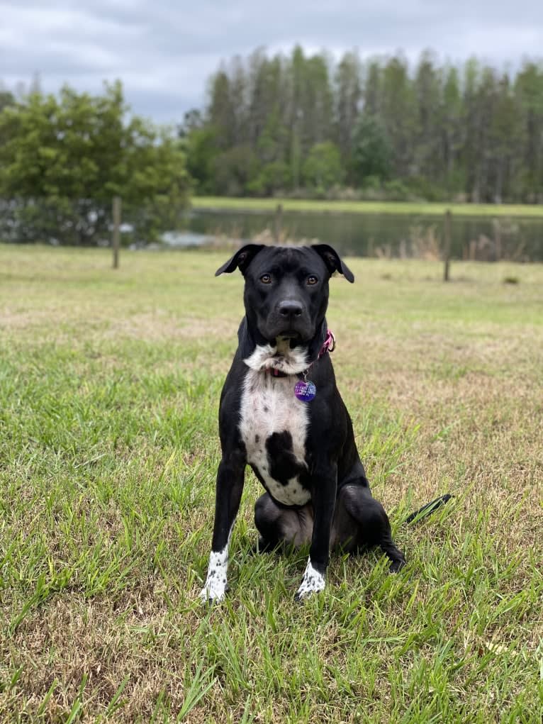 Twilight, an American Pit Bull Terrier and American Staffordshire Terrier mix tested with EmbarkVet.com