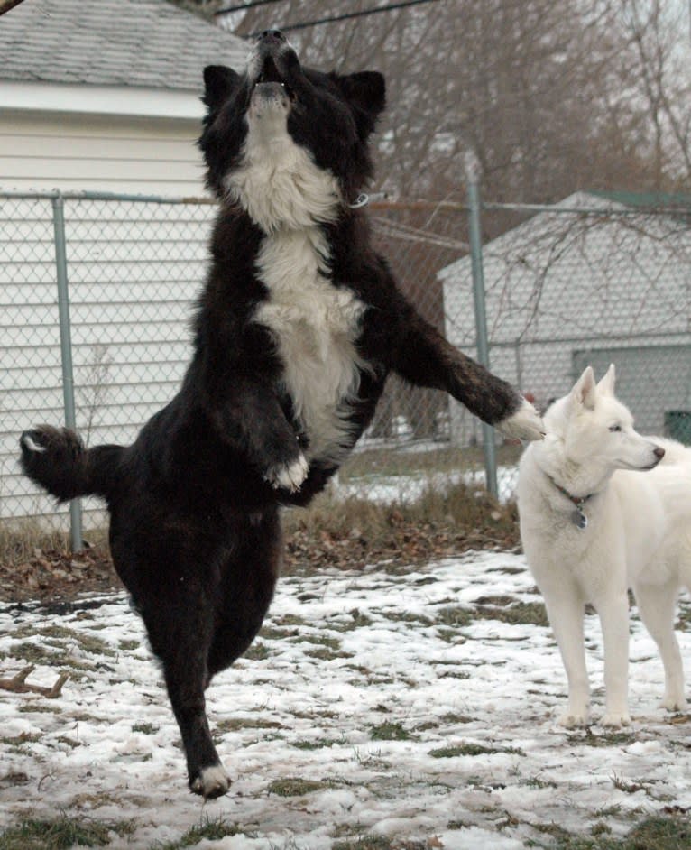 Hazel, an Akita and American Bulldog mix tested with EmbarkVet.com