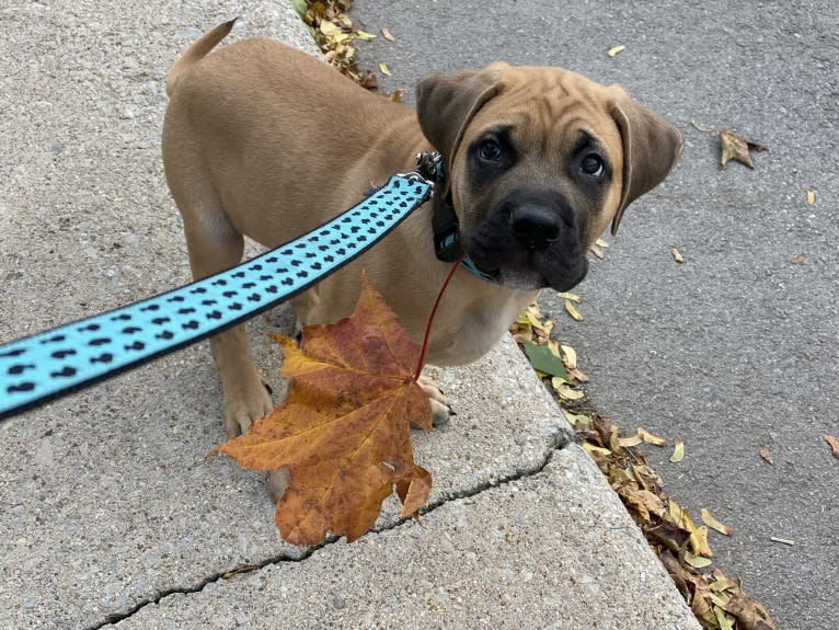 Leo, a Mastiff and Perro de Presa Canario mix tested with EmbarkVet.com