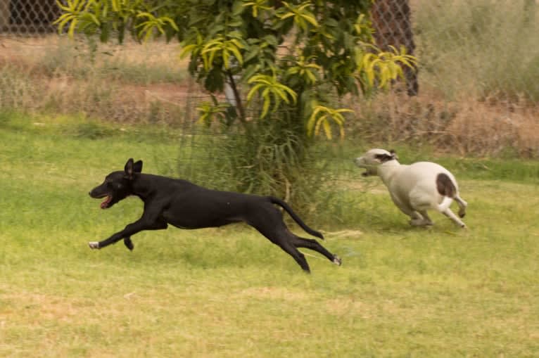 Jellybean, a Whippet and Border Collie mix tested with EmbarkVet.com