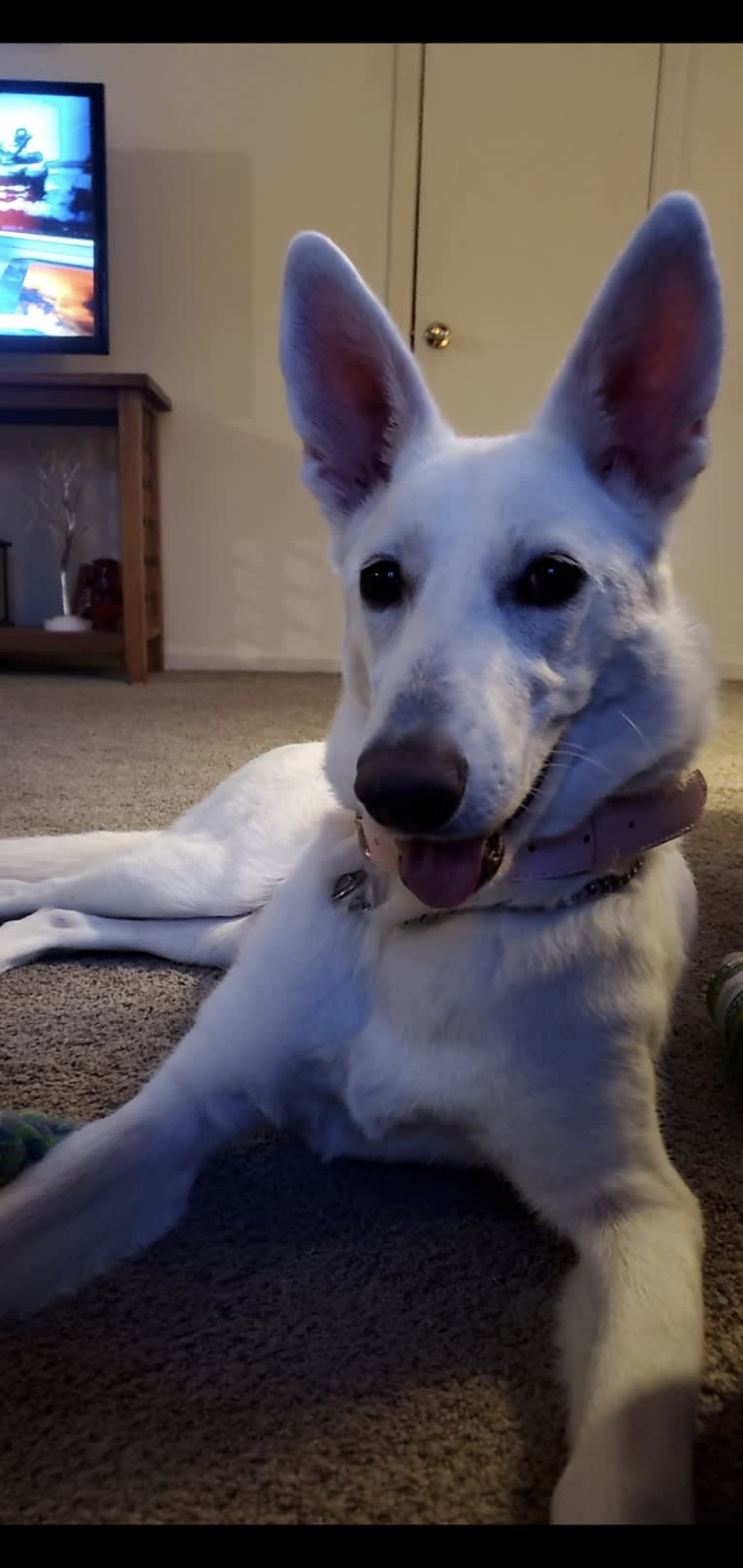 Sundae, a White Shepherd tested with EmbarkVet.com