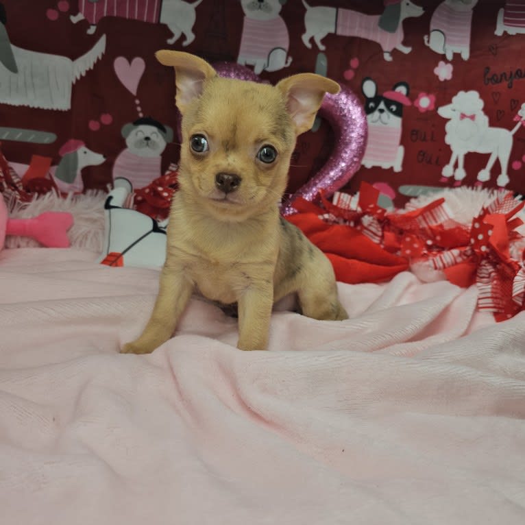 Nora, a Chihuahua tested with EmbarkVet.com