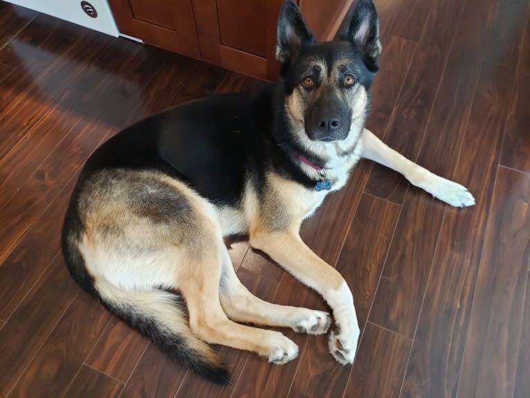 Percy, a German Shepherd Dog and Siberian Husky mix tested with EmbarkVet.com