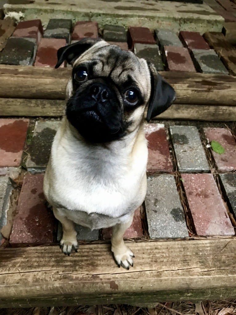 Barkley, a Pug tested with EmbarkVet.com