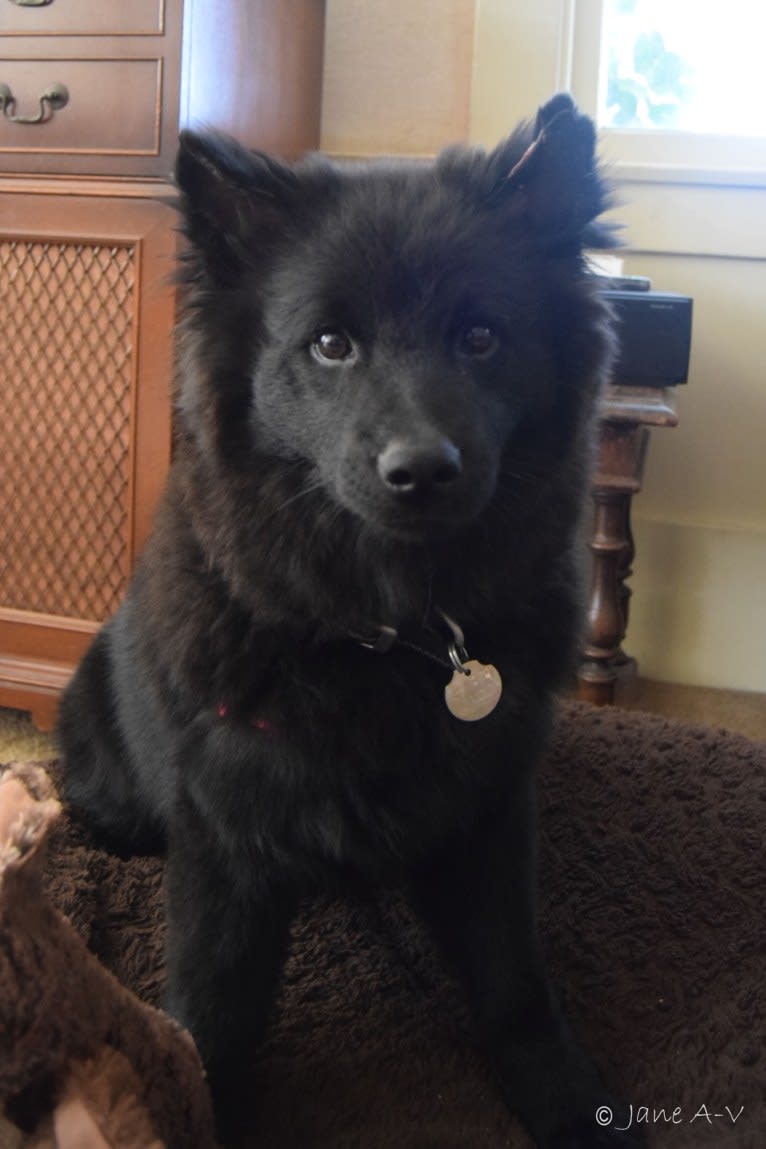 Sofe, a Swedish Lapphund tested with EmbarkVet.com