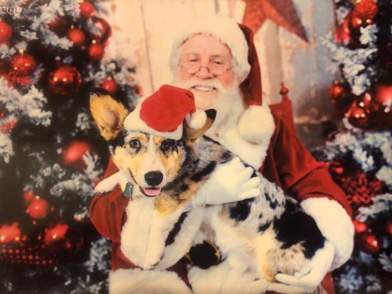 Corky, a Pembroke Welsh Corgi and Dachshund mix tested with EmbarkVet.com