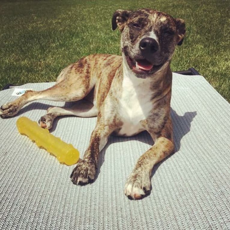 Quinn, an American Pit Bull Terrier and Australian Cattle Dog mix tested with EmbarkVet.com