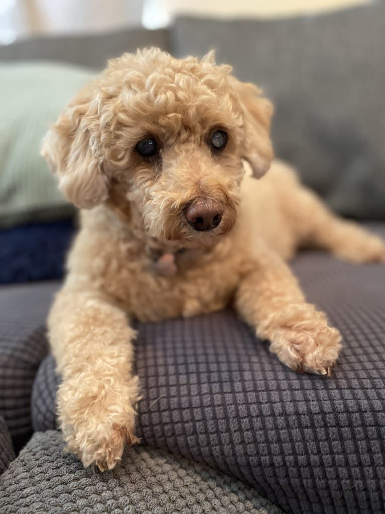 Cocomelon, a Poodle (Small) and Lhasa Apso mix tested with EmbarkVet.com