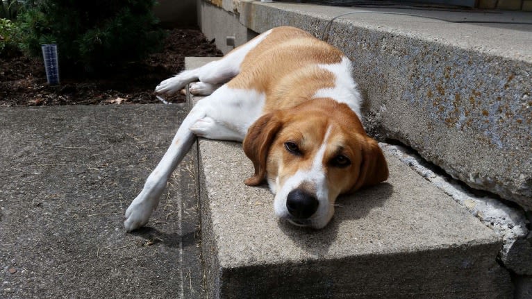 Mollie, a Treeing Walker Coonhound and Beagle mix tested with EmbarkVet.com