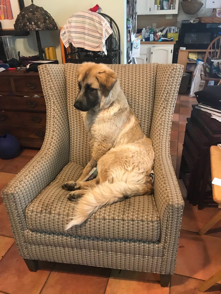 Gryphon, a Great Pyrenees and German Shepherd Dog mix tested with EmbarkVet.com