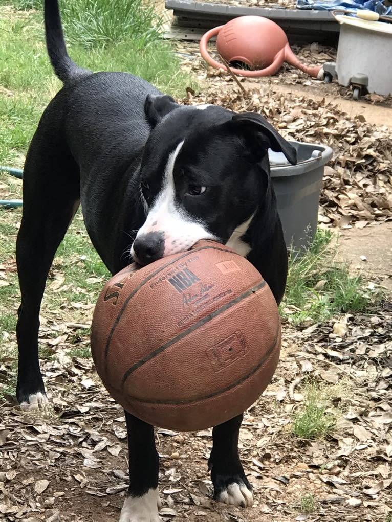 Chance, an American Pit Bull Terrier and Boxer mix tested with EmbarkVet.com