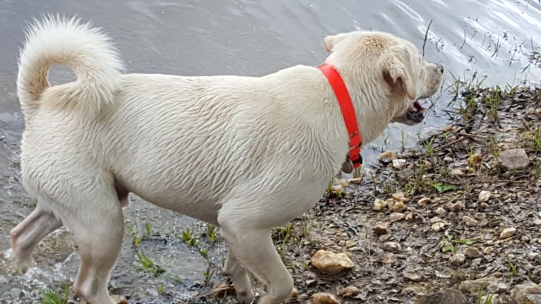 YOGI, a Labrador Retriever and American Pit Bull Terrier mix tested with EmbarkVet.com